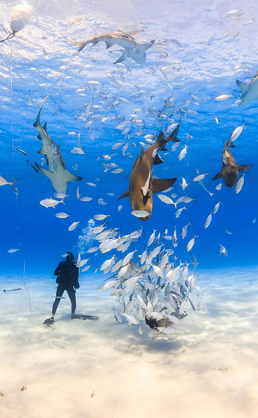 Shark Feeding and Diving in the Bahamas