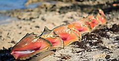 Seashell shopping in the Bahamas