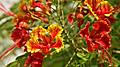 Bougainvillea blooms in a botanical garden in Falmouth. Jamaica.