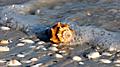 Conch shell on Sanibel Island. Florida.