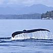 Seal Jumping Out if Water, Inside Passage, British Columbia