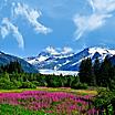 Flowers Nature Mountains , Juneau, Alaska