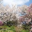 Cherry blossoms in full bloom in Kitakyushu, Japan