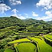 Rice fields in Nagasaki, Japan