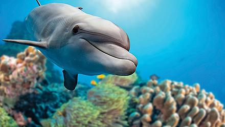 Closeup of a Dolphin Swimming, Nassau, Bahamas