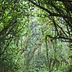 The rain forest within the Monteverde Cloud Forest in Costa Rica