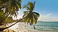 Young Boy Swinging Over Water from Palm Tree on Beach, Roatan, Honduras