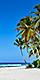 Sandy Caribbean Beach with Coconut Palm Trees and Blue Sea. Saona Island