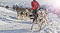 Sled Dog Racing Alaskan Malamute, Alaska