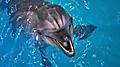 View of a dolphin ready for vacation travelers to swim with. Jamaica.