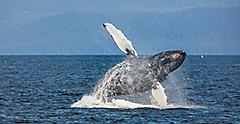 Whale Watching Activity in Alaska